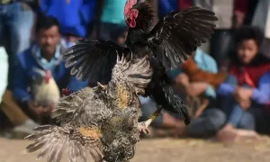 Trai nghiem da ga RS88 1